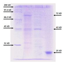 figure2