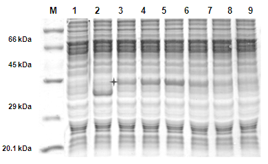 figure5