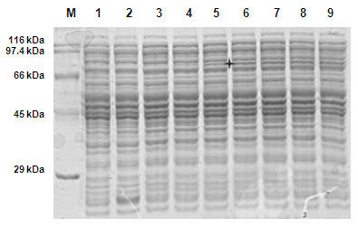 figure6