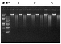 Genomic DNA figure1