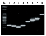 Genomic DNA figure2