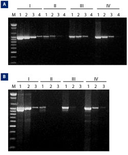 PCR master mix with novel Top DNA Polymerase – AccuPower PCR PreMix ...