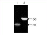 rnai figure3