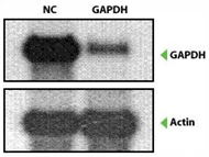 rnai figure5