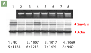 rnai figure7