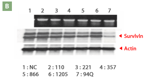 rnai figure9